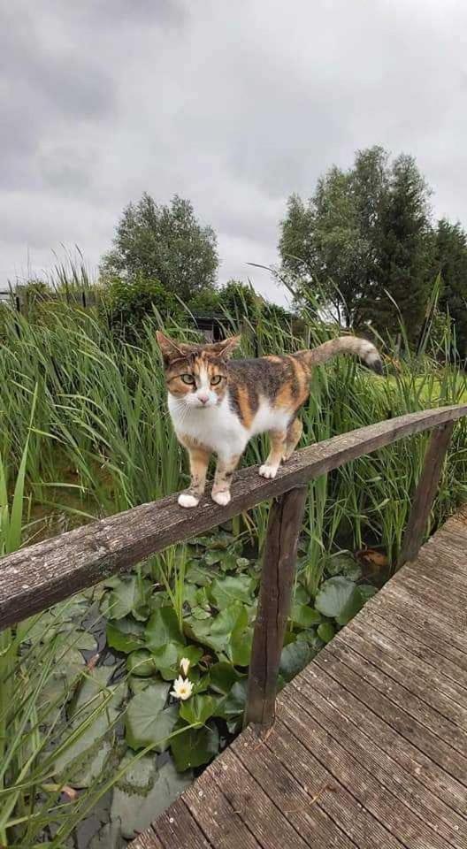 Chambre D Hotes Le Pigeonnier Fromelles Zewnętrze zdjęcie